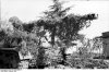 bundesarchiv_bild_101i-310-0876-15_italien_getarnter_panzerjger_nashorn-hornisse