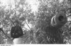bundesarchiv_bild_101i-310-0876-33_italien_getarnter_panzerjger_nashorn-hornisse